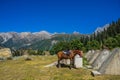 Horse taking a quick break at Sonamarg Valley of Kashmir, India. Royalty Free Stock Photo