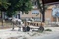 Horse taxi in Debar, Macedonia Royalty Free Stock Photo