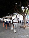Horse Drawn Carriage in Mijas Spain Royalty Free Stock Photo