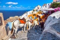 Horse taxis at a narrow street in Oia village with famous white houses and windmills on Santorini island, Aegean sea, Greece Royalty Free Stock Photo