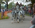 White Horses and carriage