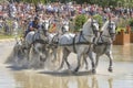 Horse team at a competition in nature