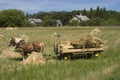 Horse Team Hay Wagon Farm Harvest Time