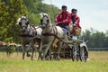 Horse Team race Royalty Free Stock Photo