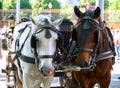 Horse team of two horses harnessed to a carriage in Vienna