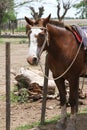 Horse in a team waiting for the owner.