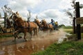 Horse team in water