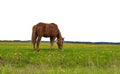 Horse tethered in a field of dandelions