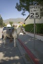Horse tethered to a sign relaxes on a side street during Fourth of July celebration in Ojai, CA