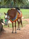 Horse tethered to tree