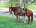 Horse tethered under the trees