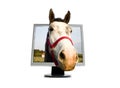 Horse on TFT monitor Royalty Free Stock Photo