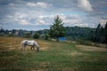 Horse on the green mountain field.