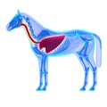Horse Thorax - Horse Equus Anatomy - isolated on white Royalty Free Stock Photo