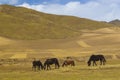 Horse in tibet china