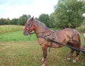 Horse tied with bridle