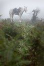 Horse tied to a buash in a misty forest