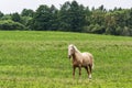 A horse tied to a chain in a field with green grass Royalty Free Stock Photo