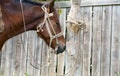 A horse tied to a pole Royalty Free Stock Photo