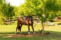 Horse Tied To A Tree On A Farm In The Village