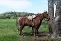The horse is tied to a tree and is waiting for its owner Royalty Free Stock Photo