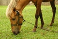 Horse tied up Royalty Free Stock Photo