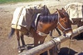 Horse tied up ready to be ridden, Lakeview, MT