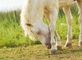 Horse tilted her head to the ground on a background of green grass