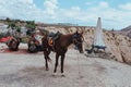 horse tired of tourists in the valley of love cappadocia