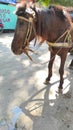 a horse to carry a wagon - stock photo