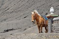 Horse to rent near Mount Bromo in East Java, Royalty Free Stock Photo