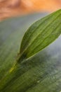 Horse tongue plant