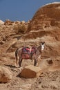 Horse for tourists transportations near Petra valley. Jordan, Petra