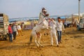Horse trader with white stallion at the Pushkar Fair _Rajasthan-India