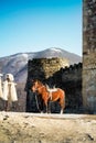 A horse and traditional georgian shepherd clothes: traditional p