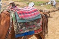Horse with traditional saddle at the market in Debark
