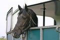 Horse in trailer Royalty Free Stock Photo