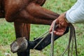 Horse trainer lifting the leg of a mare