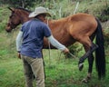 Horse trainer lifting mare`s leg
