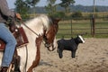 Horse training Royalty Free Stock Photo