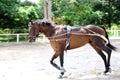 Horse Training - lunging the Royalty Free Stock Photo