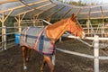 Horse training at the carousel