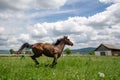 Horse training at ecological farm in country side from Romania