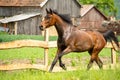 Horse training at ecological farm in country side from Romania