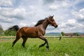 Horse training at ecological farm in country side from Romania