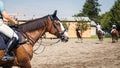 Horse training in paddock before equestrian show jumping Royalty Free Stock Photo