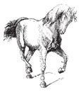 Horse Training, vintage engraving