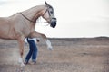 Horse training Royalty Free Stock Photo