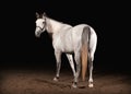 Horse. Trakehner gray color on dark background with sand