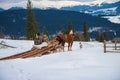 Horse transportation of round timber in the snow